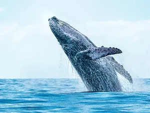 What is a whale's favorite sport?
