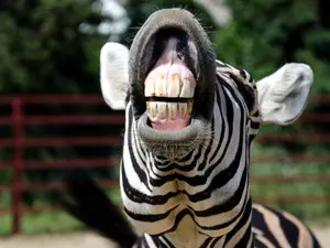 What is a zebra's favorite product for dental hygiene?