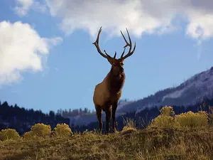 What is an elk's favorite dessert?