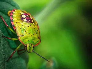 What is an insect's favorite game?
