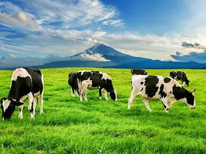 What is another name for a cow?