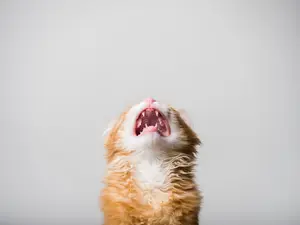 What is it called when a cat throws a temper tantrum?