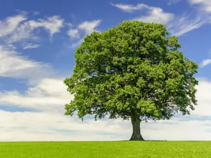 What is it called when a tree takes time off from work in autumn?