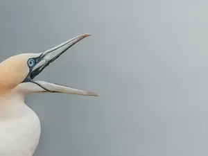 What is the best thing to say to inspire a bird?