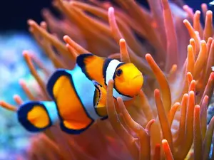 What is the best way to communicate with a fish?