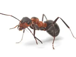 What is the biggest ant in the world?