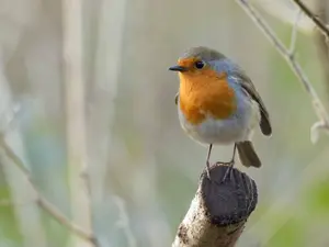 What is the definition of Robin?