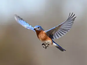 What is the difference between a fly and a bird?