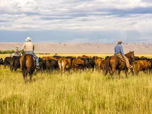 What is the easiest way to count a herd of cattle?