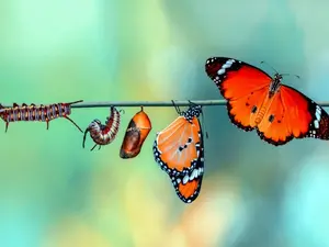 What is the most faithful insect?