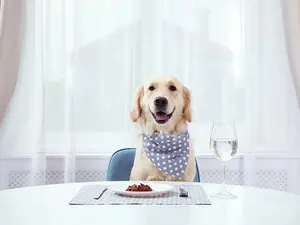 What is the only kind of dog you can eat?