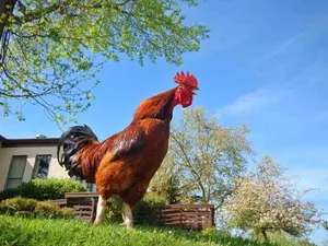 What is the opposite of cock-a-doodle-doo?