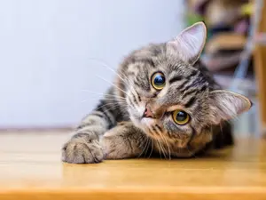 What is the unluckiest type of cat?
