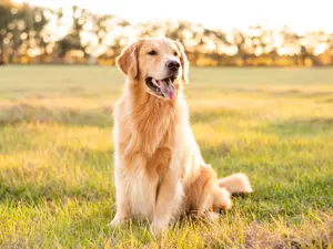 What is time's favorite breed of dog?