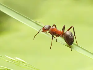 What kind of ant is good at math?