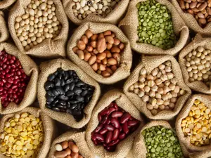 What kind of bean never grows in a garden?
