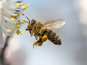 What kind of bee do teachers love?