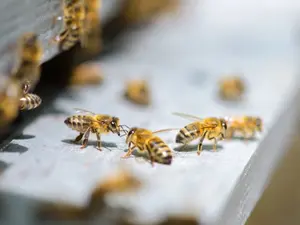 What kind of bees hum and drop things?