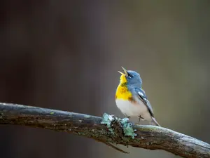 What kind of bird is always on pitch in choir?