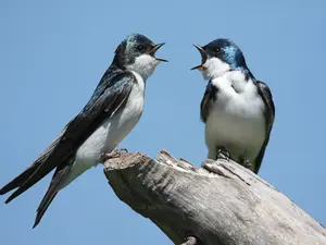 What kind of bird makes the most important rules?