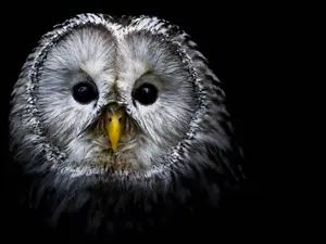 What kind of birds do you usually find locked up?