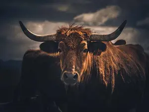 What kind of bull doesn't have horns?