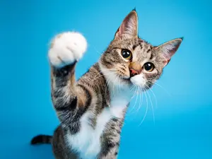 What kind of cat has to crawl everywhere he goes?
