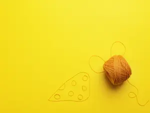 What kind of cheese can you sew with?