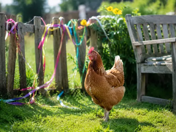 What kind of chicken is the funniest?