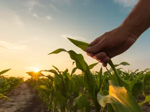 What kind of crop do lazy boys farm?