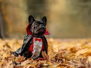 What kind of dog does Dracula have?