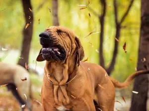 What kind of dog has the worst allergies?