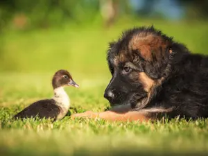 What kind of dog thinks it's a bird?
