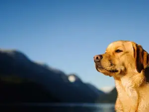 What kind of dog wears a uniform and medals?
