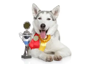 What kind of dogs do the best at the Olympic® winter games?
