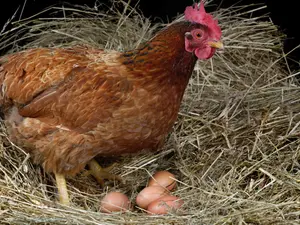 What kind of egg did the evil chicken lay?