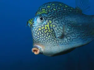 What kind of fish will help you hear better?