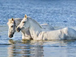 What kind of horse can swim underwater without coming up for air?