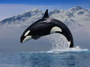What kind of music do killer whales listen to?