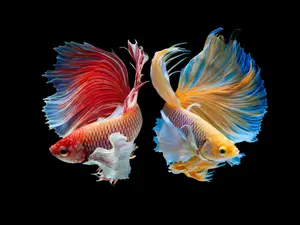 What kind of pants do fish wear?