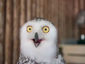 What kind of pie does a bird love to eat?