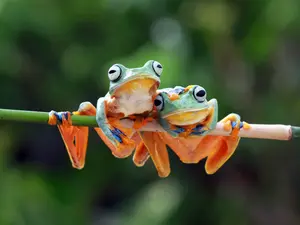 What kind of sandals do frogs wear?
