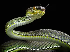 What kind of snake would you find on a car?