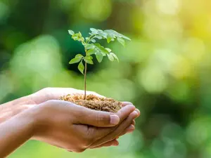 What kind of tree can you hold in one hand?