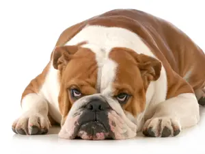 What kinds of animals do bulldogs love to hang out with?