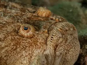 What lives in the ocean, is grouchy, and hates neighbors?