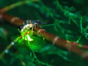 What makes a glow worm glow?