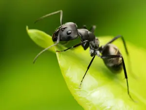 What medicine would you give an ill ant?