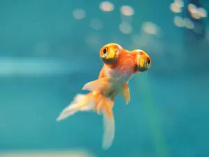 What nationality are most fish?