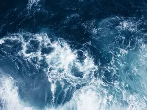 What ocean creature can you never see coming?